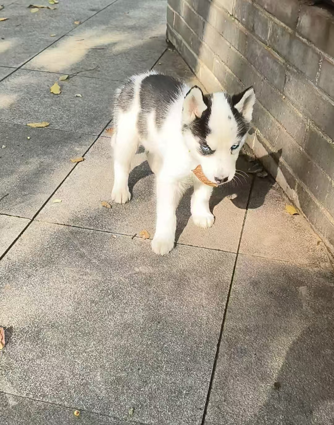 地中海风格🐄哈士奇